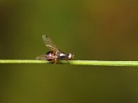 Sepsis punctum 8, Saxifraga-Tom Heijnen