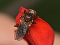 Sicus ferrugineus 12, Roestbruine kromlijf, Saxifraga-Tom Heijnen