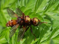 Sicus ferrugineus 13, Roestbruine kromlijf, Saxifraga-Ben Delbaere  IICSA���II