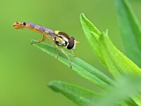 Sphaerophoria scripta 24, Grote langlijf, Saxifraga-Tom Heijnen