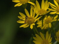 Sphaerophoria scripta 29, Grote langlijf, Saxifraga-Jan van der Straaten