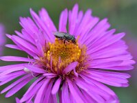 Stomorhina lunata 5, Sprinkhaanvlieg, Saxifraga-Tom Heijnen