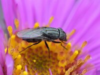 Stomorhina lunata 6, Sprinkhaanvlieg, Saxifraga-Tom Heijnen