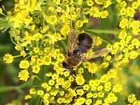 Stratiomys longicornis 2, Harige langsprietwapenvlieg, Saxifraga-Mark Zekhuis