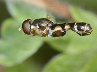 Syritta pipiens #08565 : Syritta pipiens, Thick-legged Hoverfly, Menuetzweefvlieg, male