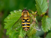 Syrphus #01115 : Syrphus