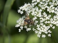 Tachina fera 13, Saxifraga-Willem van Kruijsbergen