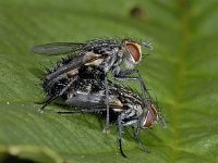 Tachinidae #03568 : Tachinidae, Tachinid fly, Sluipvlieg, copula