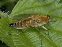 Thereva #03395 : Thereva, Common stiletto fly