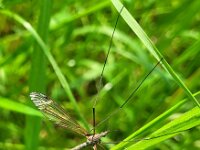 Tipula luna 13, Blauwe goudtip, Saxifraga-Ben Delbaere