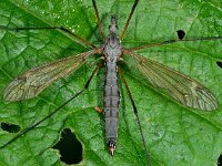 Prionocera turcica D1960  Prionocera turcica, female Diffelen op 24 mei 2013 : Naar Naturalis in 2013