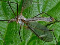 Prionocera turcica D1632  Prionocera turcica Diffelen op 17 mei 2013 : Naar Naturalis tzt