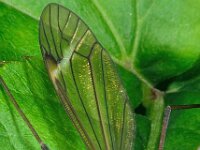Langpootmug 14.05 D1371  Langpootmug 14.05  Diffelen op 14 mei 2013 : Naar Naturalis tzt