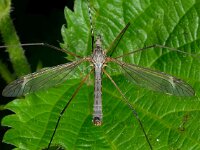 Prionocera turcica D1631  Prionocera turcica Diffelen op 17 mei 2013 : Naar Naturalis tzt
