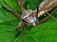 Langpootmug 14.05 D1368  Langpootmug 14.05  Diffelen op 14 mei 2013 : Naar Naturalis tzt