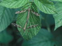 Tipula maxima 1, Reuzenlangpootmug, Saxifraga-Frits Bink