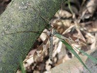 Tipula maxima 2, Reuzenlangpootmug, Saxifraga-Rutger Barendse