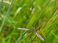Tipula oleracea 8, Kool-langpootmug, Saxifraga-Ben Delbaere