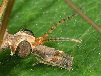 Tipula scripta 4, Saxifraga-Ab H Baas