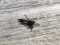 Tolmerus atricapillus 6, Gewone roofvlieg, Saxifraga-Ben Delbaere