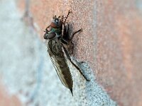 Tolmerus atricapillus 7, Gewone roofvlieg, Saxifraga-Tom Heijnen