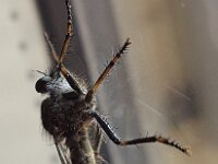 Tolmerus atricapillus 8, Gewone roofvlieg, Saxifraga-Ben Delbaere  IICSA