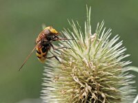 Volucella zonaria 22, Stadsreus, Saxifraga-Tom Heijnen