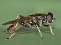 Xylota segnis #13829 : Xylota segnis, Gewone rodebladloper, male