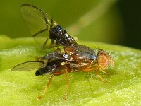 Anomoia purmunda 7, Meidoornboorvlieg, Saxifraga-Ab H Baas