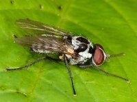 Anthomyia procellaris