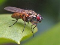 Anthomyiidae sp 11, Saxifraga-Ab H Baas