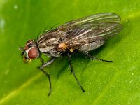 Anthomyiidae sp 12, Saxifraga-Ab H Baas