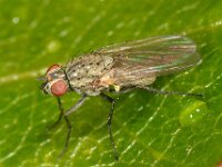 Anthomyiidae sp 13, Saxifraga-Ab H Baas