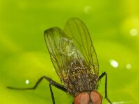 Anthomyiidae sp 14, Saxifraga-Ab H Baas