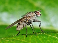Anthomyiidae sp 6, Saxifraga-Ab H Baas