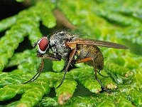 Anthomyiidae sp 8, Saxifraga-Ab H Baas