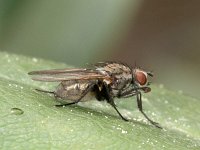 Anthomyiidae sp 16 , Bloemvlieg sp. Saxifraga-Ab H Baas