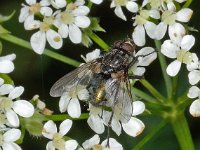 Bellardia sp, Saxifraga-Ab H Baas