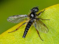 Bibio spec #01001 : Bibio cf marci, Probably St Mark's fly, Rouwvlieg sp