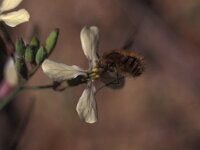 Bombylius major 1, Gewone Wolzwever, Saxifraga-Frits Bink