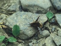 Bombylius major 2, Gewone Wolzwever, Saxifraga-Frits Bink
