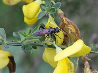 Brachypalpoides lentus 1, Bloedrode bladloper, Saxifraga-Rutger Barendse