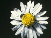 Cacoxenus indagator 1, Saxifraga-Frits Bink