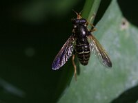 Caliprobola speciosa 1, Juweelzweefvlieg, Saxifraga-Rutger Barendse