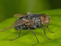 Calliphora vicina 3, Roodwangbromvlieg, Saxifraga-Ab H Baas
