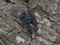 Calliphoridae