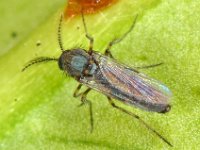 Ceratopogonidae 1, Saxifraga-Ab H Baas