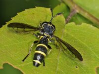 Ceriana conopsoides 1, Normale fopblaaskop, Saxifraga-Ab H Baas