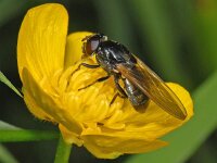 Cheilosia albitarsis #07027 : Cheilosia albitarsis, Weidegitje