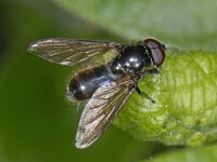 Cheilosia cynocephala #06908 : Cheilosia cynocephala, Blauw Gitje, male